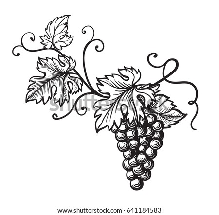 Set Grapes Monochrome Sketch Hand Drawn Stock Vector 641184583 ...