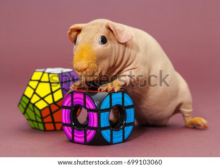 Ugly Pigs Stock Images, Royalty-Free Images & Vectors ... Ugly Pigs Stock Images, Royalty-Free Images & Vectors ...