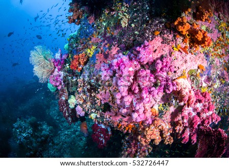 Coral Stock Photos, Royalty-Free Images & Vectors - Shutterstock