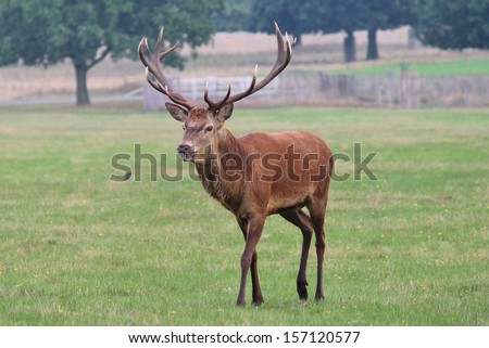 stock-photo-deer-stag-walking-across-fie