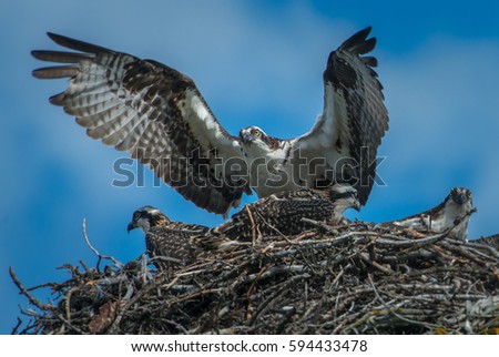 Osprey Stock Images, Royalty-Free Images & Vectors | Shutterstock