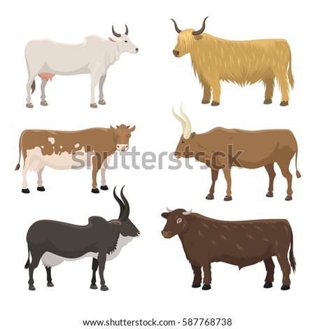 Set Bulls Cows Farm Animal Cattle Stock Vector 585502547 - Shutterstock