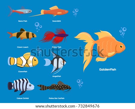 Exotic Tropical Aquarium Fish Different Colors Stock Vector 732849676 ...