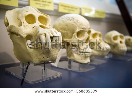 Image result for pic of evolution skulls