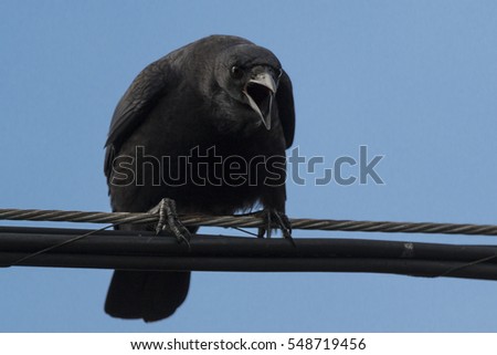 Crow on guard