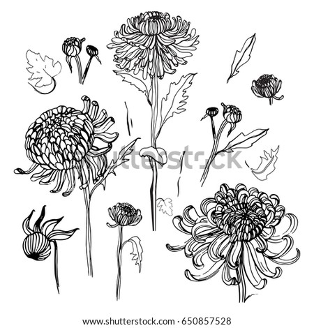 Hand Drawn Peony Flowers Vector Set Stock Vector 144249631 - Shutterstock