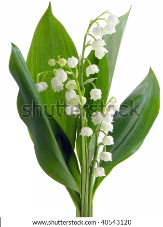 Lily-of-the-valley Stock Images, Royalty-Free Images & Vectors ...