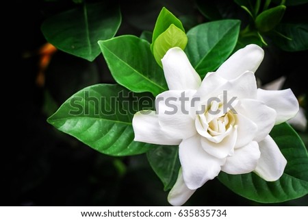 Gardenia Stock Images, Royalty-Free Images & Vectors | Shutterstock