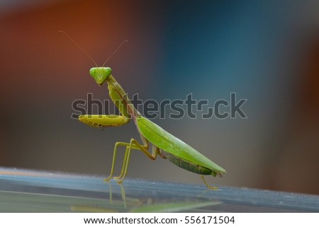 Praying Mantis Stock Images, Royalty-Free Images & Vectors | Shutterstock