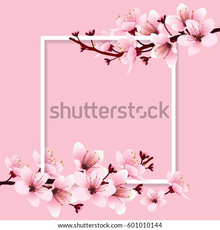 Cherry blossom, sakura branch with pink flowers on white frame and sweet pink background. Image of springtime. Vector illustration.