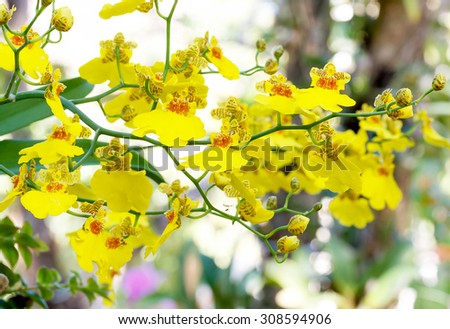 HOA GIEO TỨ TUYỆT 2 - Page 54 Stock-photo-oncidium-orchid-flowers-dancing-lady-orchid-oncidium-varicosum-oncidium-goldiana-308594906