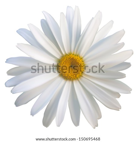 isolated daisy flower close-up, vector EPS10 mesh