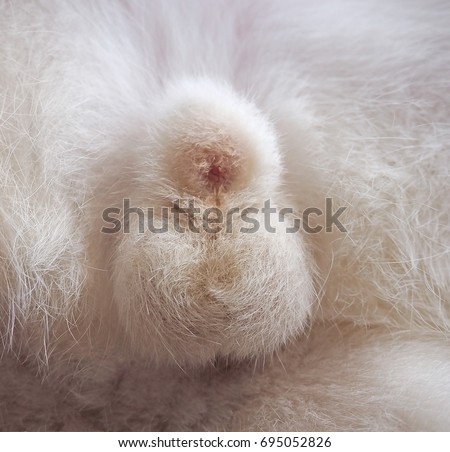 Picture Of Cat Penis 15