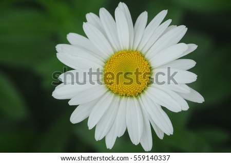 White Daisy on green background