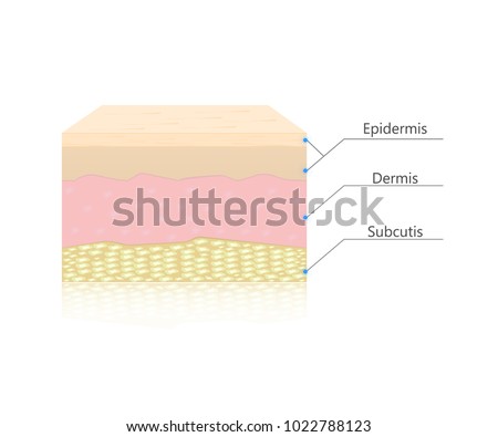 epidermis stock photo images 1 157 epidermis royalty free images and photography available to epidermis stock images royalty free images vectors epidermis stock photo images 1 157 epidermis royalty free images and photography available to epidermis stock images royalty free images vectors