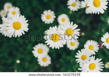 Field big daisies in the green grass. Field with daisies