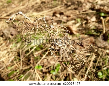 thin branches stock images royalty free images vectors christmas inventation