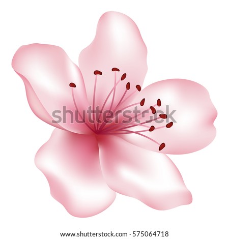Vector single pink flower - tree blossom element. Blossom illustration isolated on white. Japanese or chinese cherry, sakura, peach flower. Spring bloom. Realistic petals and stamens. Icon, clip art.