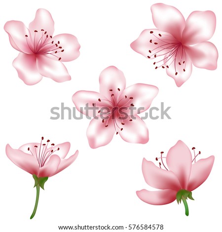 Vector pink flower set. Realistic blossom elements illustration, isolated on white. Peach blooming, apricot bloom, sakura or cherry blossom. Vector icon set. Element for spring design, invitation card