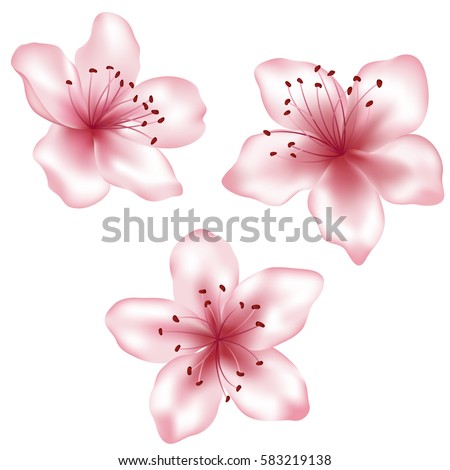Set of pink vector flower illustrations, isolated on white. Spring blossom element for spring design. Clip art, icon isolated on white. Peach blooming, apricot bloom, sakura or cherry blossom flower.
