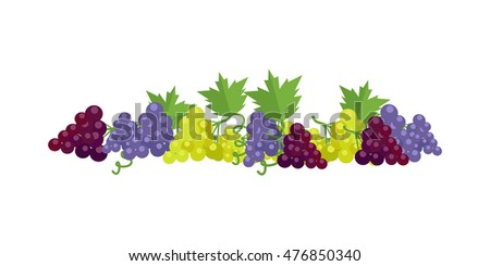 Bunches of red, white and purple wine grapes with green leaves. Fresh fruit. Vineyard grape icon. Grape icon. Wine grape icon. Isolated object in flat design on white background. Vector illustration