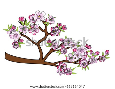 Peach blossom plant and Sakura flower vector
