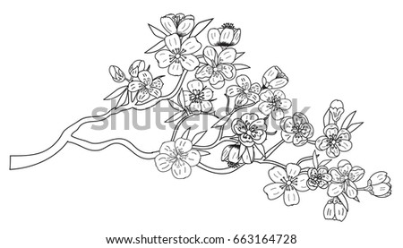 Doodle art Peach blossom plant and Sakura flower vector