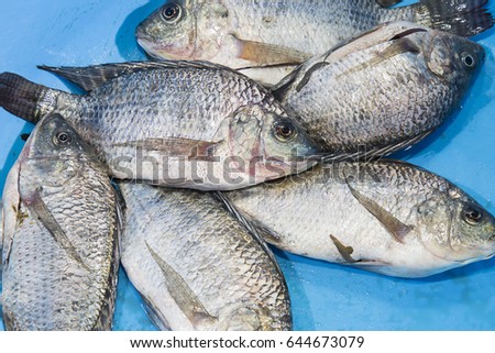 Nile Tilapia Fish In Blue Bowl Nile Tilapia Fish In Blue Bowl
