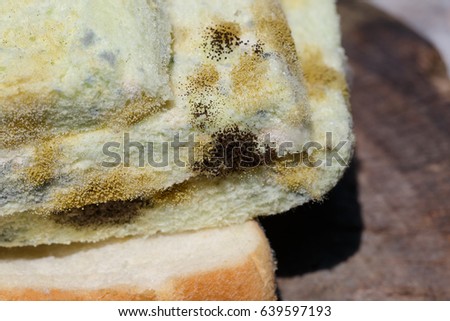 bread mould stock images royalty free images vectors bread mould stock images royalty free images vectors