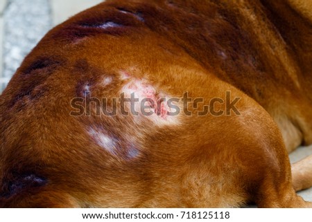 Dog Scabies Stock Images, Royalty-Free Images & Vectors | Shutterstock