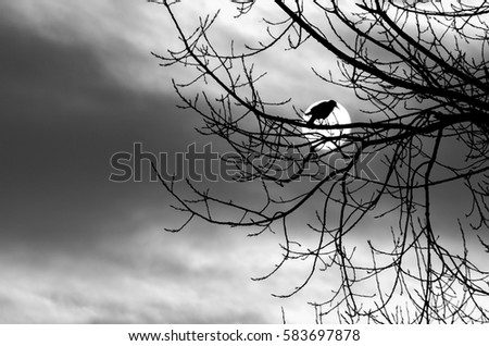 Raven Stock Photos, Royalty-Free Images & Vectors - Shutterstock