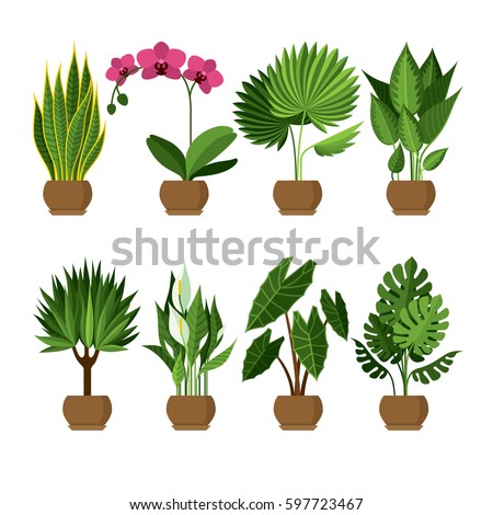 best decorative house plants plant stock images royalty free images vectors best decorative house plants plant stock images royalty free images vectors