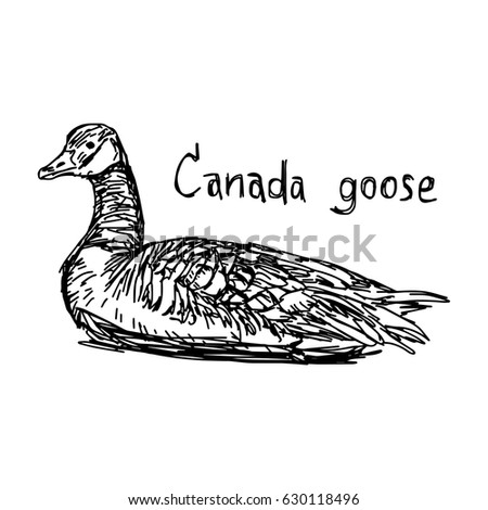canada goose branta line canada goose branta line