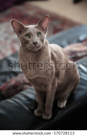 Lilac  Oriental  Shorthair Cat  Sitting On Stock Photo 
