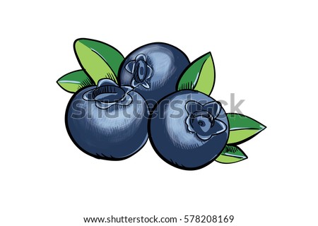 Hand Drawn Fresh Blueberry Ink Berries Stock Vector 578208169 ...