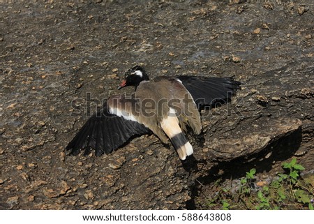 A dead bird lying on rock floor alone as a symbol of nature destruction and environmental pollution