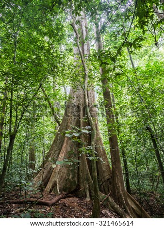 Old Milk Tree Costa Rica Brosimum Stock Photo 93305368 - Shutterstock