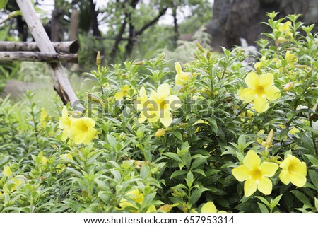 Outdoor Pathways gardening beautiful flowers outdoor pathways stock photo 657953818 Outdoor Pathways gardening beautiful flowers outdoor pathways stock photo 657953818