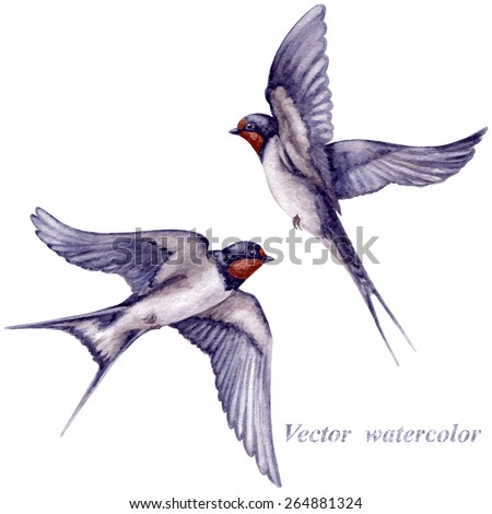 swallow stock images royalty free images amp vectors swallow stock images royalty free images amp vectors