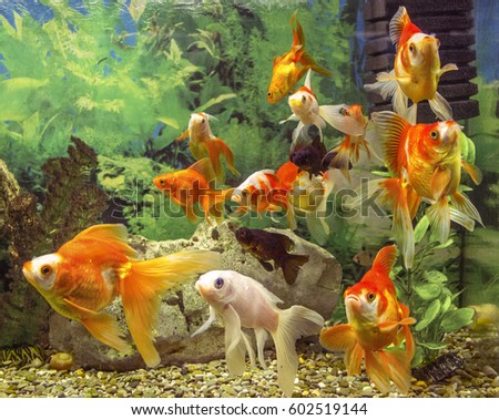 Grass Goldfish Grass Goldfish