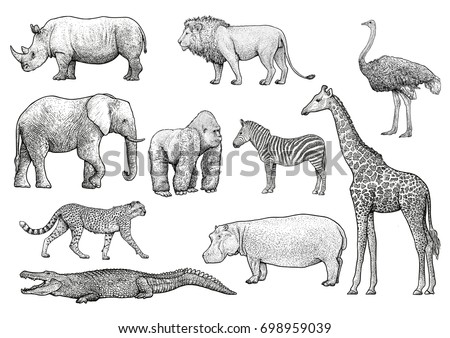 African Animals Illustration Drawing Engraving Ink Stock Vector