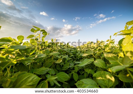Green ripening soybean field, agricultural landscape