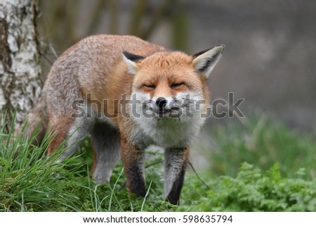 Adult Red British fox