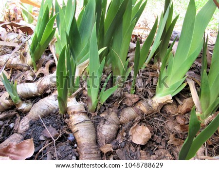 Exposed Iris Rhizomes or Roots