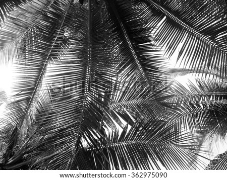 Palm Stock Photos, Royalty-Free Images & Vectors - Shutterstock