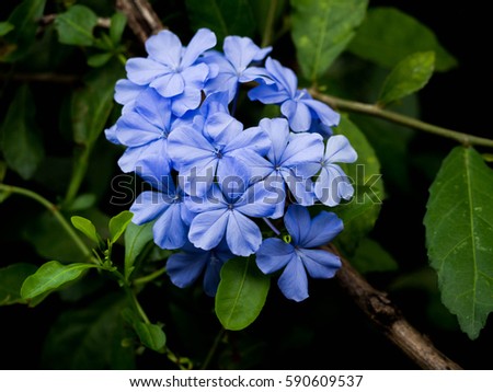 Blue-plumbago Stock Images Royalty-Free Images Vectors 
