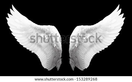white wing isolated