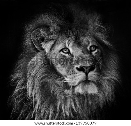 A black and white portrait of of a male lion with mane on a dark background A black and white portrait of of a male lion with mane on a dark background