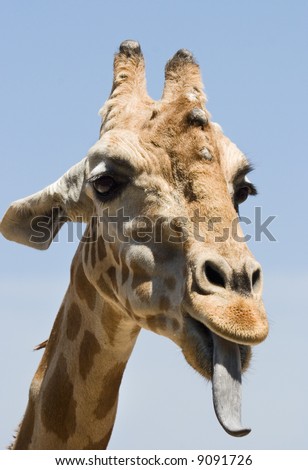 Giraffe Tongue Stock Photos, Images, & Pictures | Shutterstock