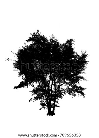 Leaning Hawthorn Tree Silhouette Caused By Stock Photo 11130193 ...